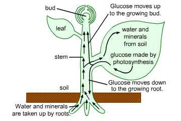 Transport of Water and Minerals in Plants 1