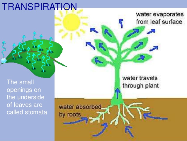 Types of Transpiration 1