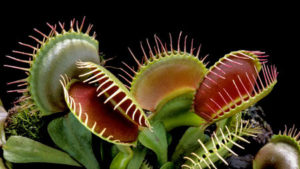 Venus Flytrap