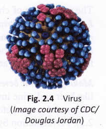 Virus