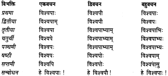 Vishvapa Shabd Roop In Sanskrit