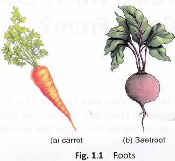 What Are Some Foods That Come From Plants 1