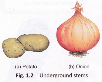 What Are Some Foods That Come From Plants 2