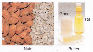 What Are The Different Types Of Fat 1