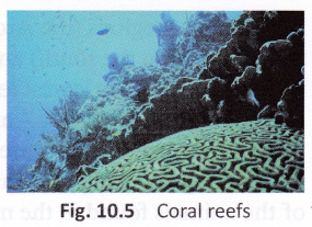 What Are The Different Types Of Habitat 10