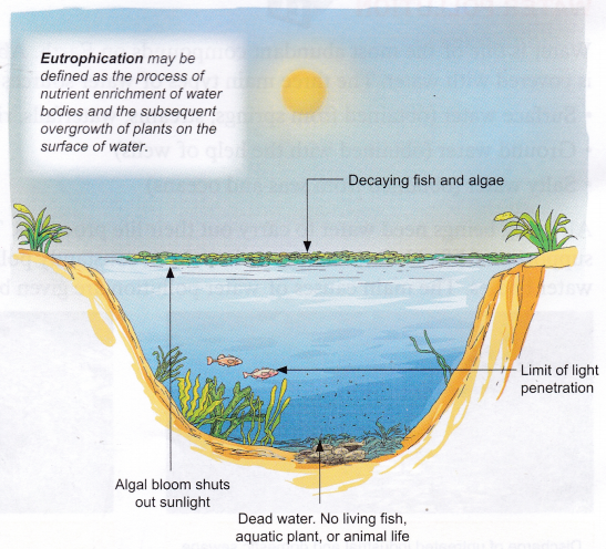 What Are The Effects Of Water Pollution 1