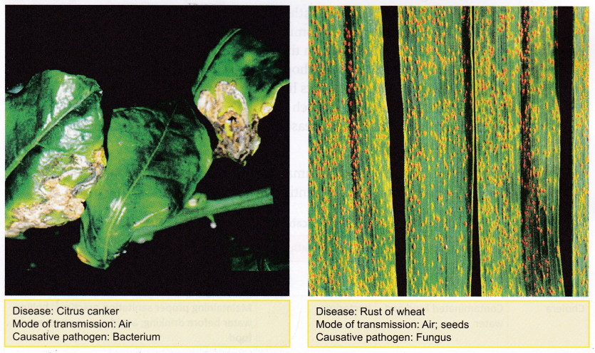 What Are The Harmful Effects Of Microorganisms In Our Daily Life 2