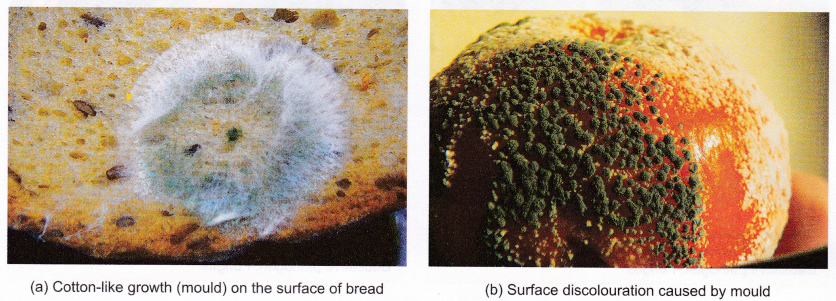 What Are The Harmful Effects Of Microorganisms In Our Daily Life 5