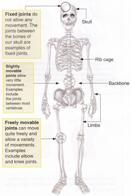 What Is The Function Of The Human Skeleton 1