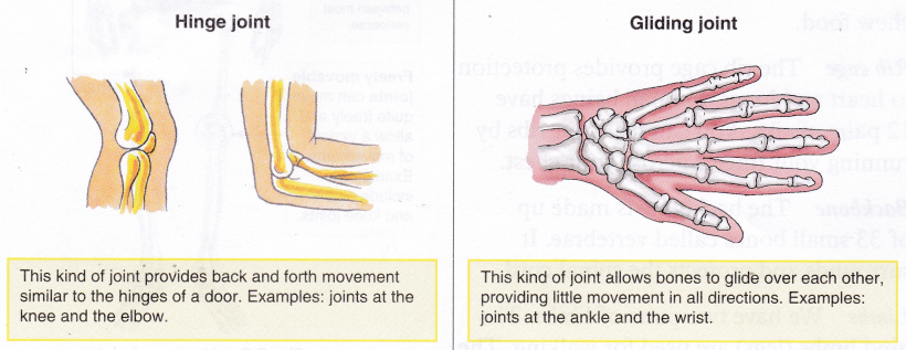 What Is The Function Of The Human Skeleton 3