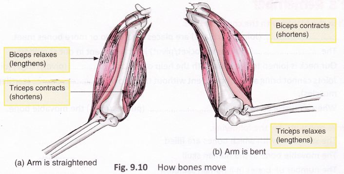 What Is The Function Of The Human Skeleton 4