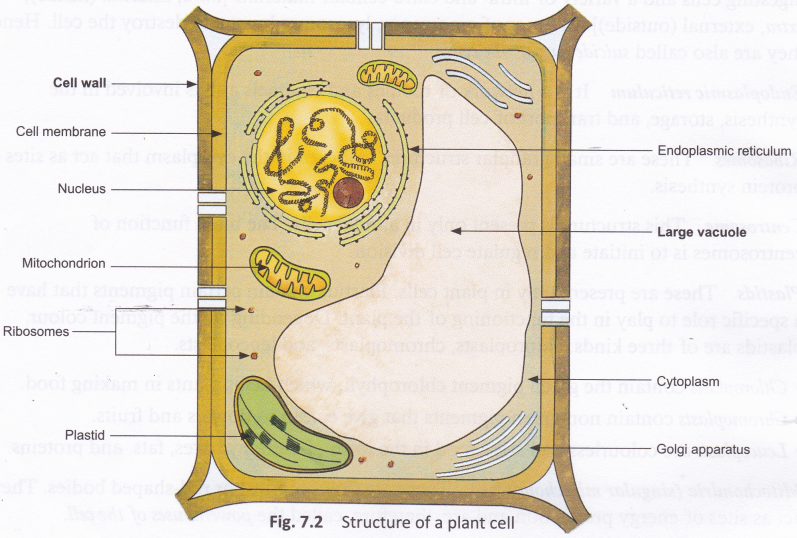 D:\Work\Aplustopper\Science\What Is The Main Difference Between Plant And Animal Cells 2.png