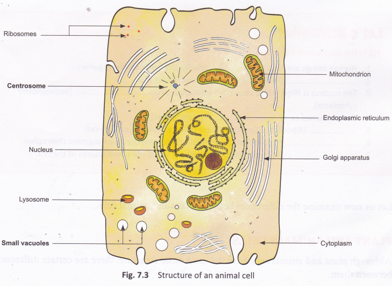 What Is The Main Difference Between Plant And Animal Cells 2