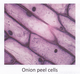 What Is The Main Difference Between Plant And Animal Cells 3