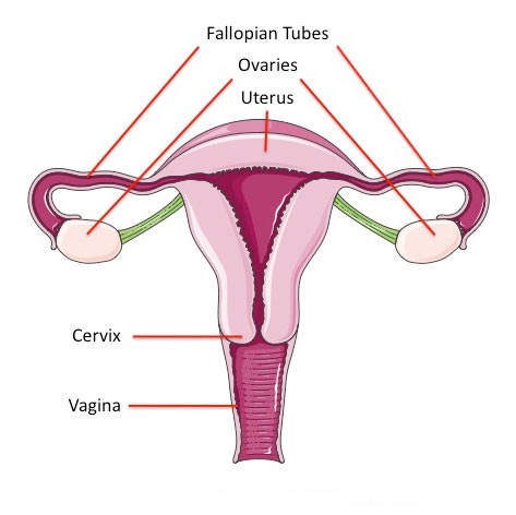 What are the Changes of Adolescence and Puberty 2