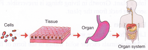 What are the Characteristics of Living Things 1