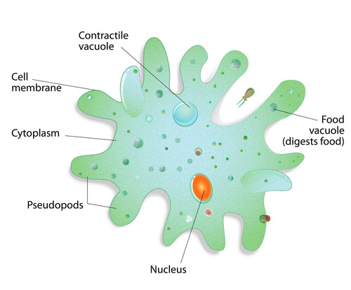 What are the Characteristics of Living Things 2