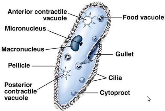 What are the Characteristics of Living Things 3