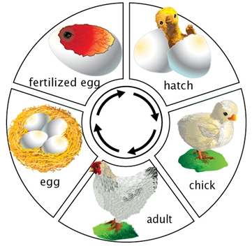 What are the Characteristics of Living Things 5