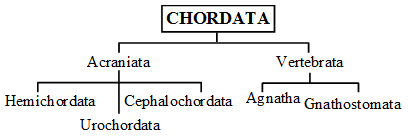 What are the Characteristics of the Kingdom Animalia 11