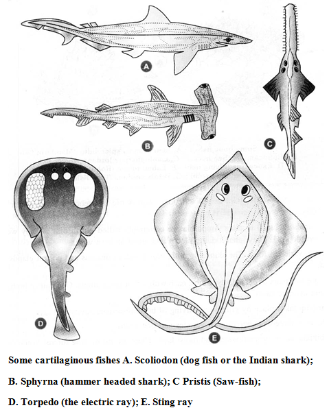 What are the Characteristics of the Kingdom Animalia 13