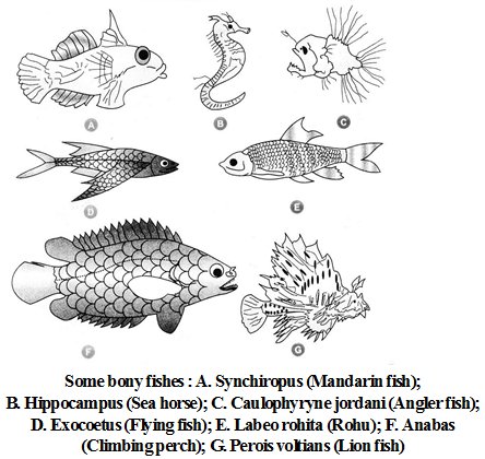 What are the Characteristics of the Kingdom Animalia 14