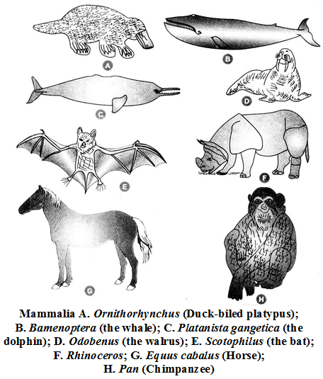 What are the Characteristics of the Kingdom Animalia 18