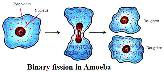 What are the Different Types of Asexual Reproduction 1