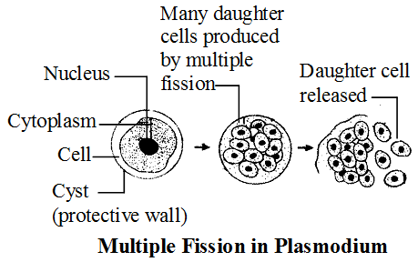 What are the Different Types of Asexual Reproduction 2