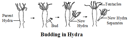 What are the Different Types of Asexual Reproduction 3