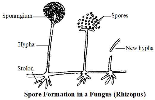 What are the Different Types of Asexual Reproduction 4