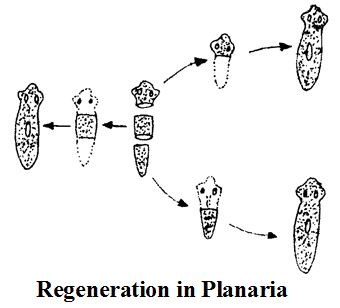 What are the Different Types of Asexual Reproduction 5