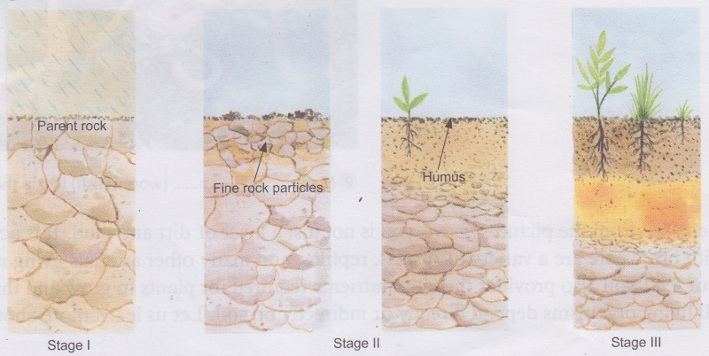 What are the Factors that Contribute to Soil Formation 1