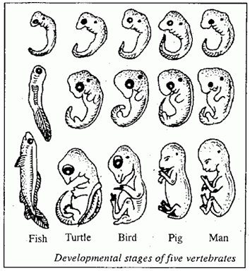 What are the Four Types of Evidence for Evolution 2