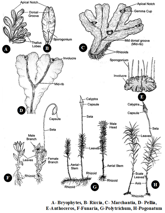 What are the Main Characteristics of the Plant Kingdom 3