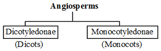 What are the Main Characteristics of the Plant Kingdom 4