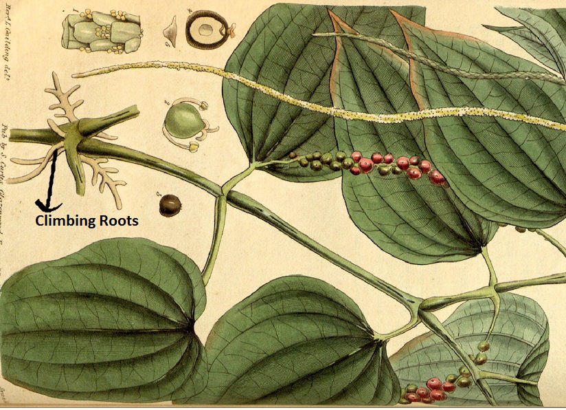 What are the Main Functions of the Roots in a Plant 5