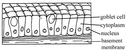 What are the Types of Epithelial tissue 2