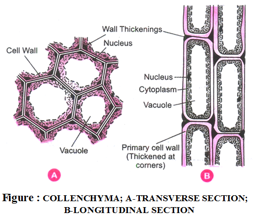 What are the types of plant tissues and their functions 4