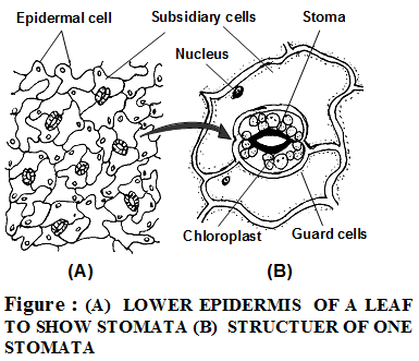 What are the types of plant tissues and their functions 5