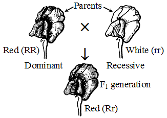 What is Mendelism 1