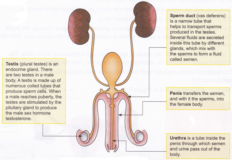 What is Reproduction in Humans 3