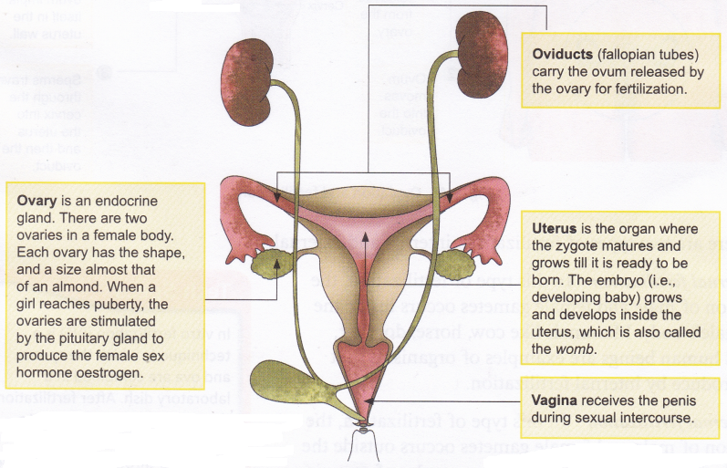 What is Reproduction in Humans 4