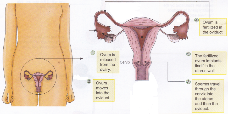 What is Reproduction in Humans 5