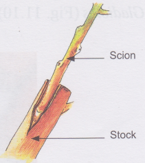 What is Vegetative Reproduction in Plants 10