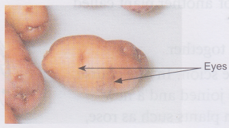 What is Vegetative Reproduction in Plants 6