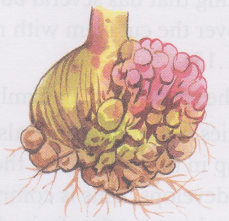 What is Vegetative Reproduction in Plants 7