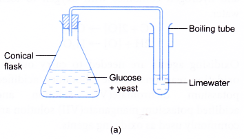 What is alcohol and how is it made 17