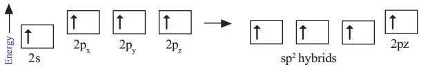 What is the Hybridization of the Carbon atoms in Ethylene 1