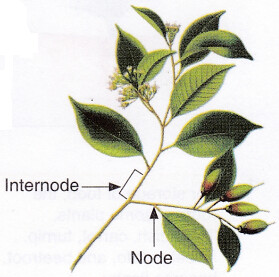 What is the Shoot System of a Plant 1